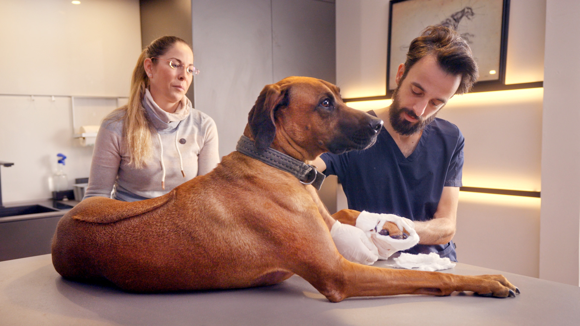 Erste-Hilfe-Training mit Ridgeback – medizinische Versorgung im RUDEL.-Workshop oder Lernmodul