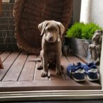 Piet, Hund von Tim Matschkowski