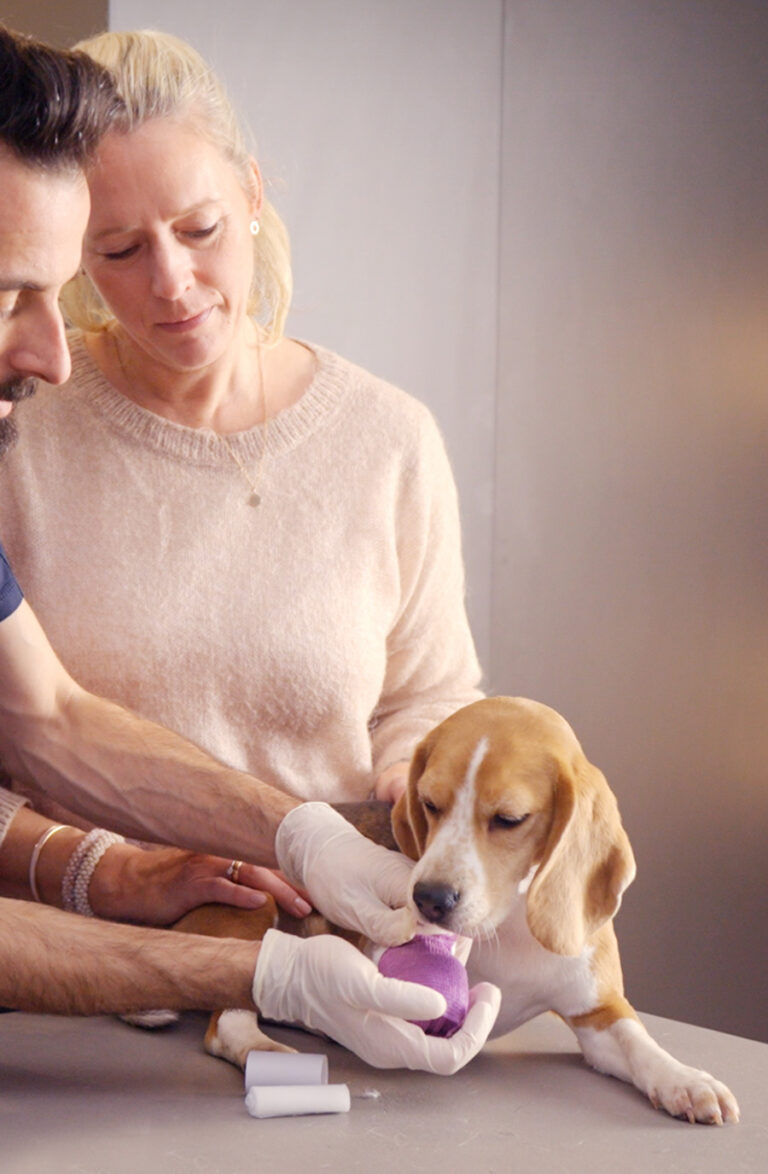 Erste-Hilfe-Training mit Beagle – medizinische Versorgung im RUDEL.-Workshop oder Lernmodul