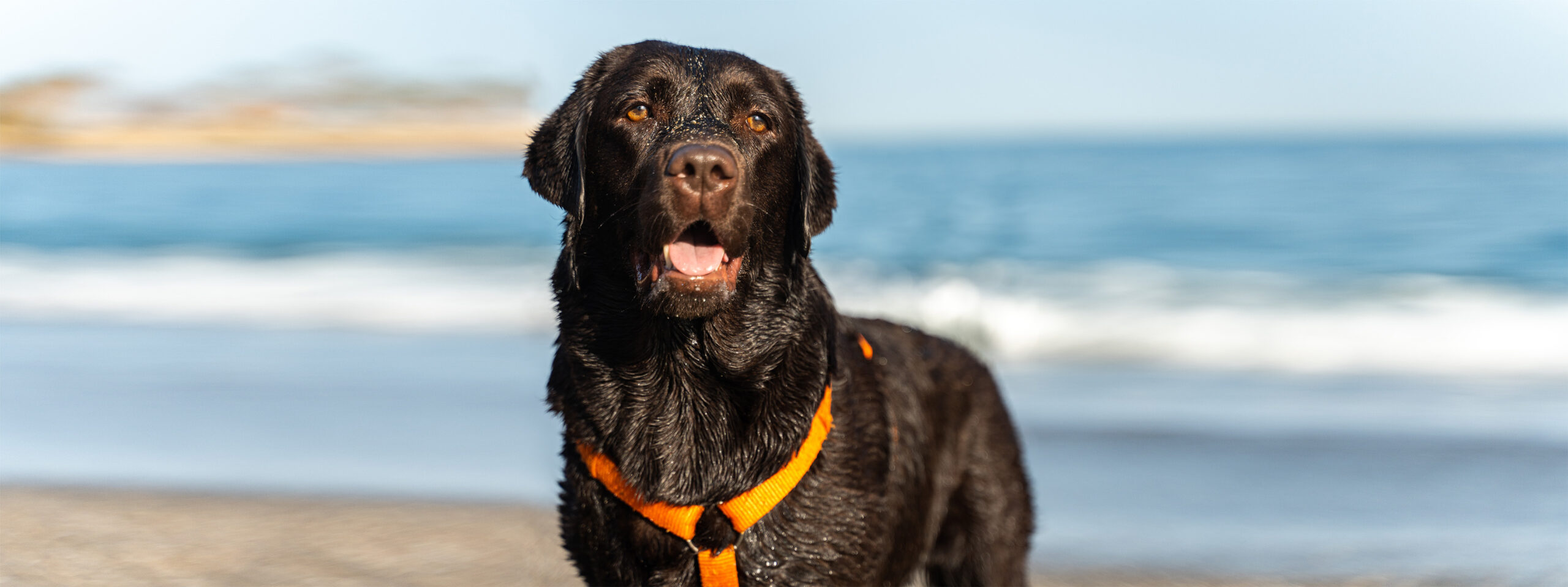 Header Webseite Hunderassen Labrador Retriever - steht nass am Meer