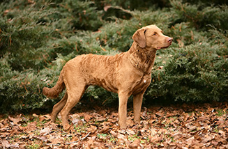 Chesapeake Bay Retriever im Wald aufmerksam