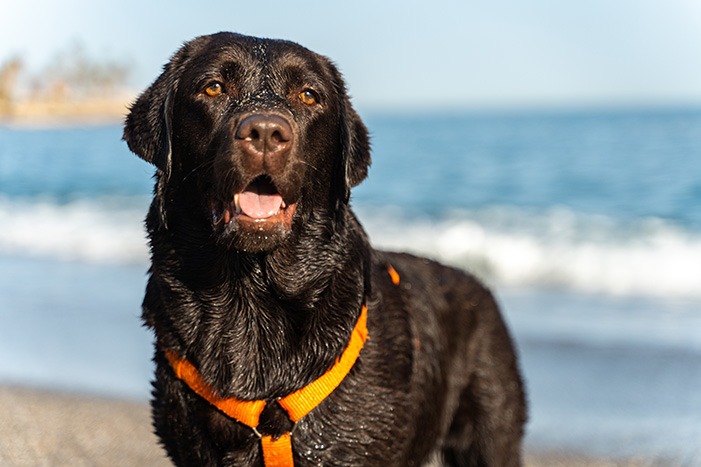 labrador retriever nass am Strand nach apportierarbeit