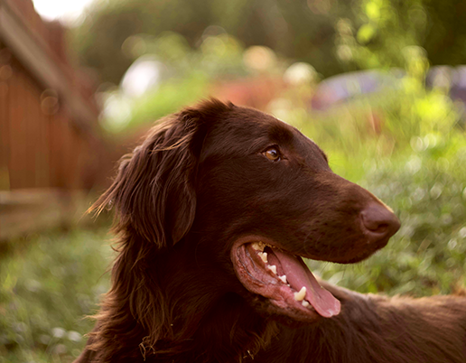 Flat Coated Retriever auf Wiese