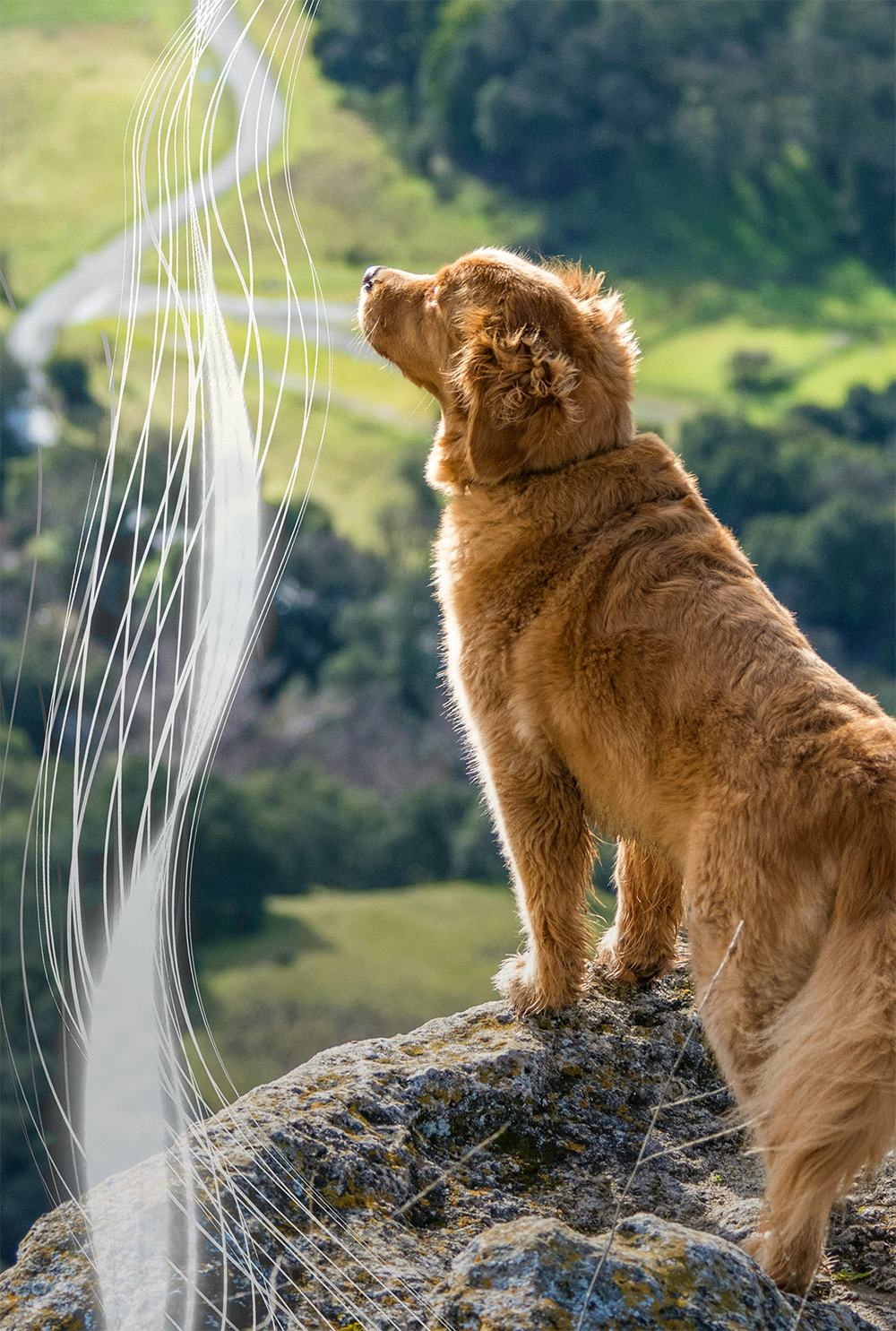 Hund steht auf einem Felsen und blickt in die Ferne, umgeben von grüner Landschaft. Sanfte grafische Linien symbolisieren Wind oder Energiefluss – Ausdruck von Ruhe und Verbundenheit mit der Natur. - rassespezifisches Cover der LIFELINE - Feature der RUDEL. App