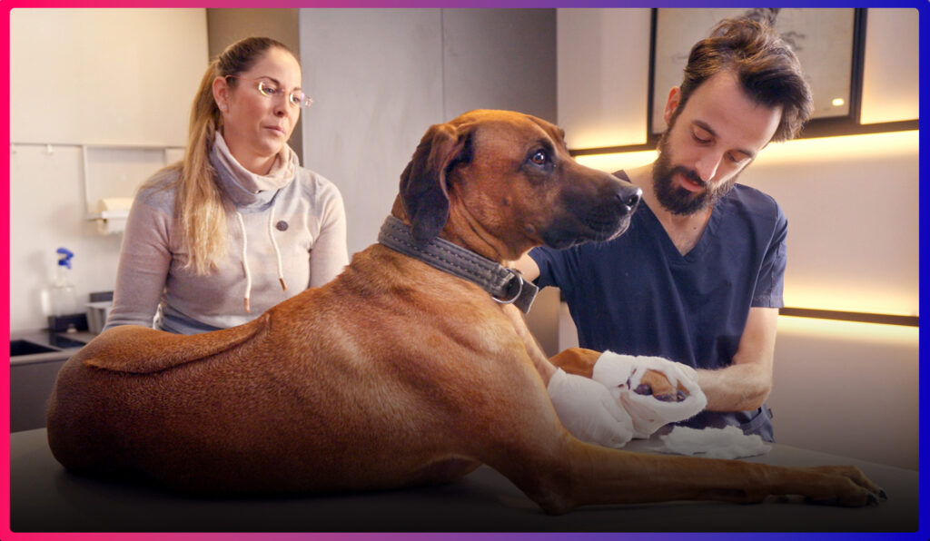 Tierarzt versorgt die verletzte Pfote eines Hundes, während die Halterin daneben steht – Beispiel für medizinische Versorgung und Erste Hilfe beim Hund in der RUDEL. App.