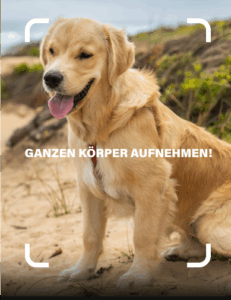 Goldener Retriever sitzt gestresst am Strand, Text ‚GANZEN KÖRPER AUFNEHMEN!‘ – Beispielbild für die richtige Fotoaufnahme eines Hundes im Feature KI-Emotion Scan in der RUDEL. App.
