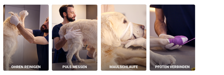 Vier Szenen aus dem Medi-Training in der RUDEL. App: 1. Tierarzt reinigt einem Golden Retriever die Ohren. 2. Tierarzt misst bei einem Hund den Puls. 3. Hund trägt eine Maulschlaufe und liegt ruhig da. 4. Hundepfote wird mit violettem Verband verbunden. Beschriftungen: Ohren reinigen, Puls messen, Maulschlaufe, Pfoten verbinden.