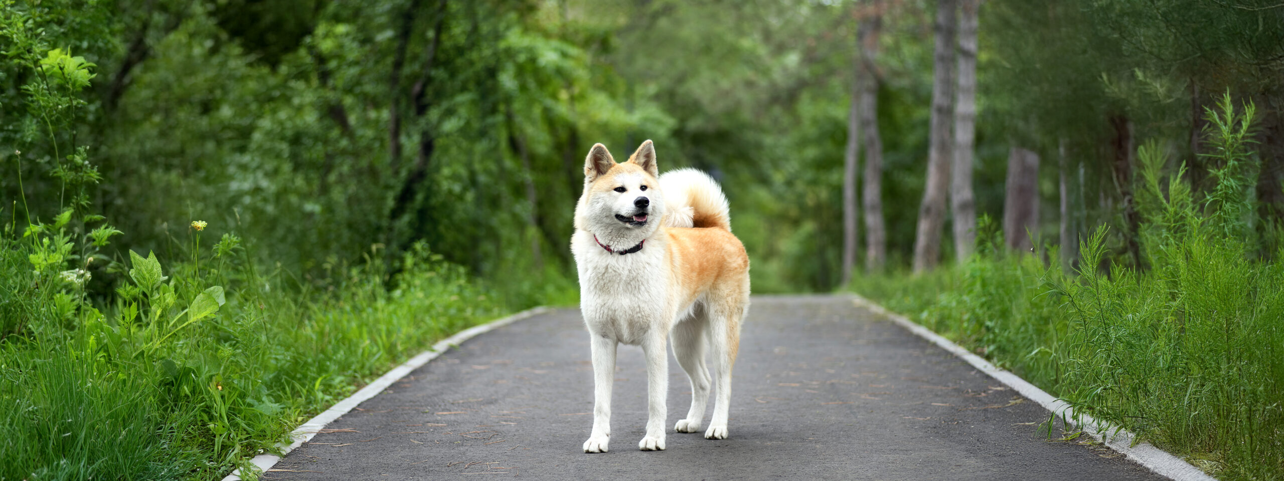 Akita Inu - steht auf dem Weg im Wald