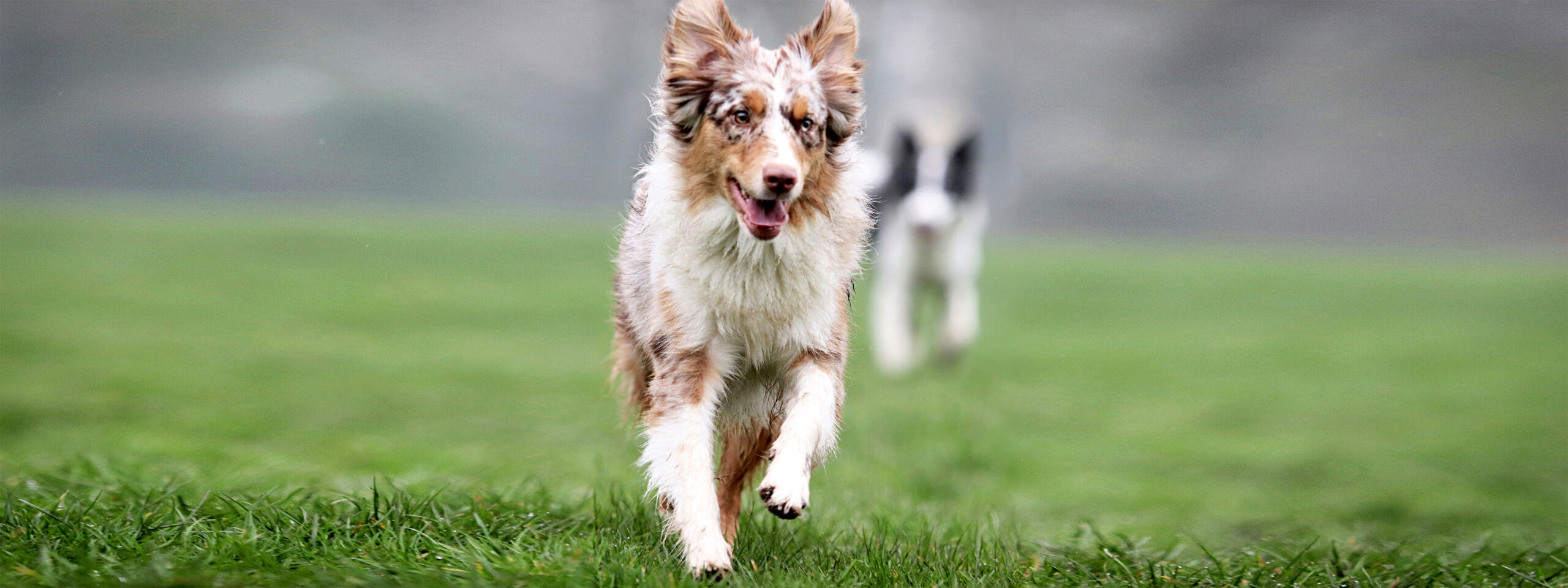Australian Shepherd in braun-weiß rennt über Weide