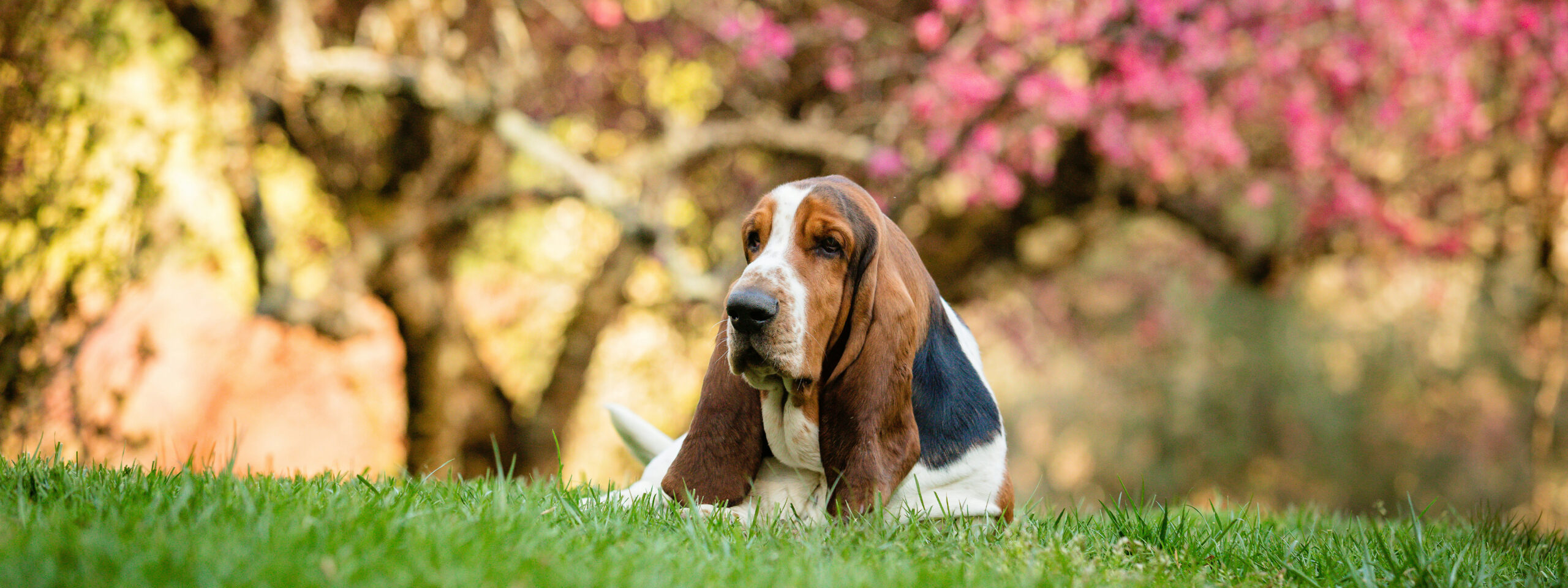 Basset Hound - liegt auf der Wiese