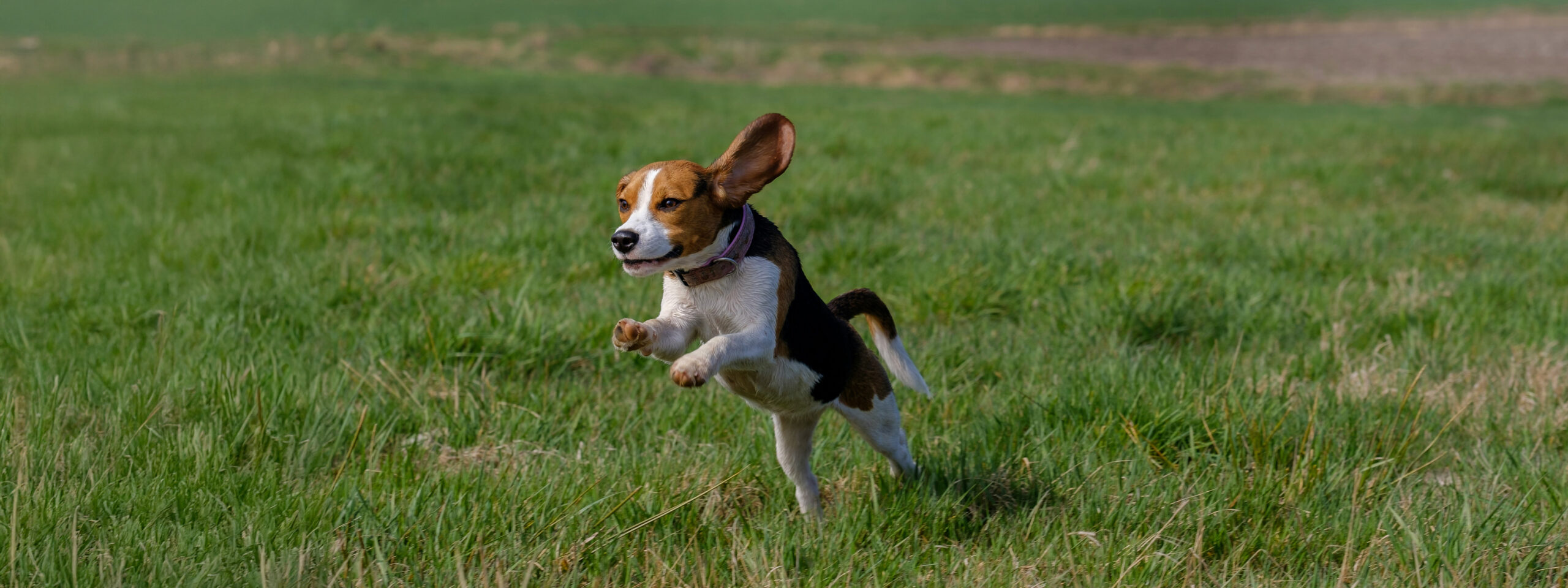 Beagle - springt auf der Wiese