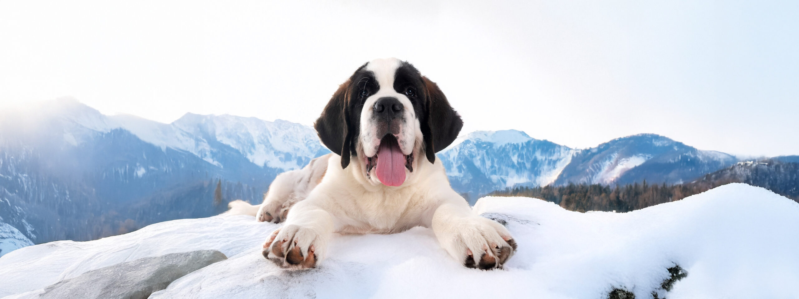 Bernhardiner - liegt im Schnee