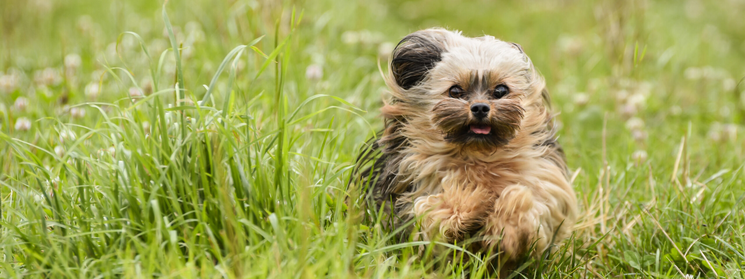 Bolonka - springt durch die Wiese