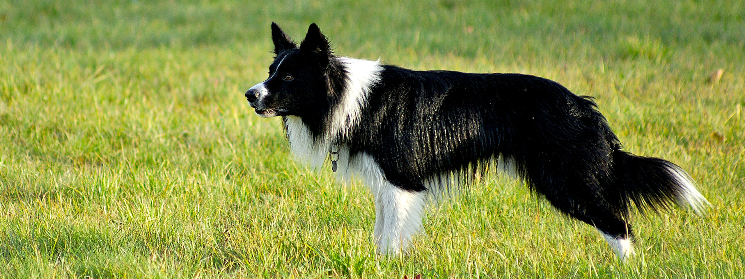 Border Collie fokussiert und hütet auf der Weide