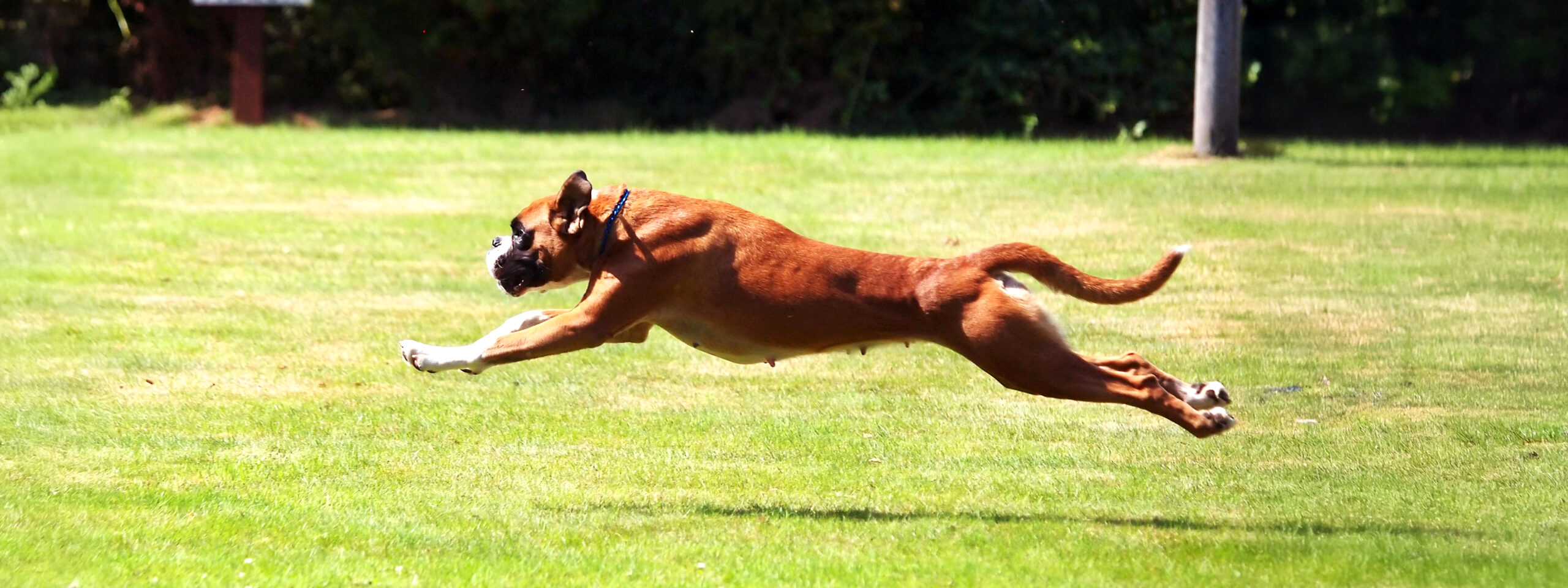 Boxer - springt auf dem Rasen