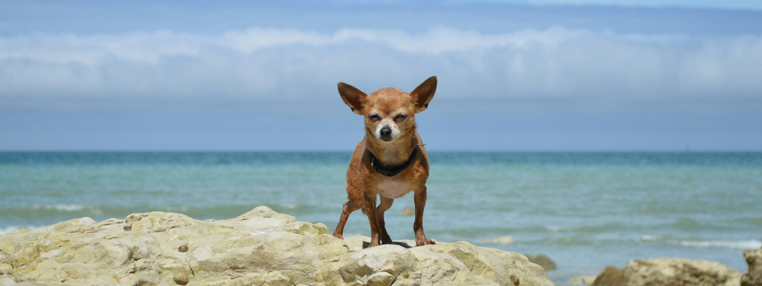 Chihuahua - steht in der Sonne am Meer