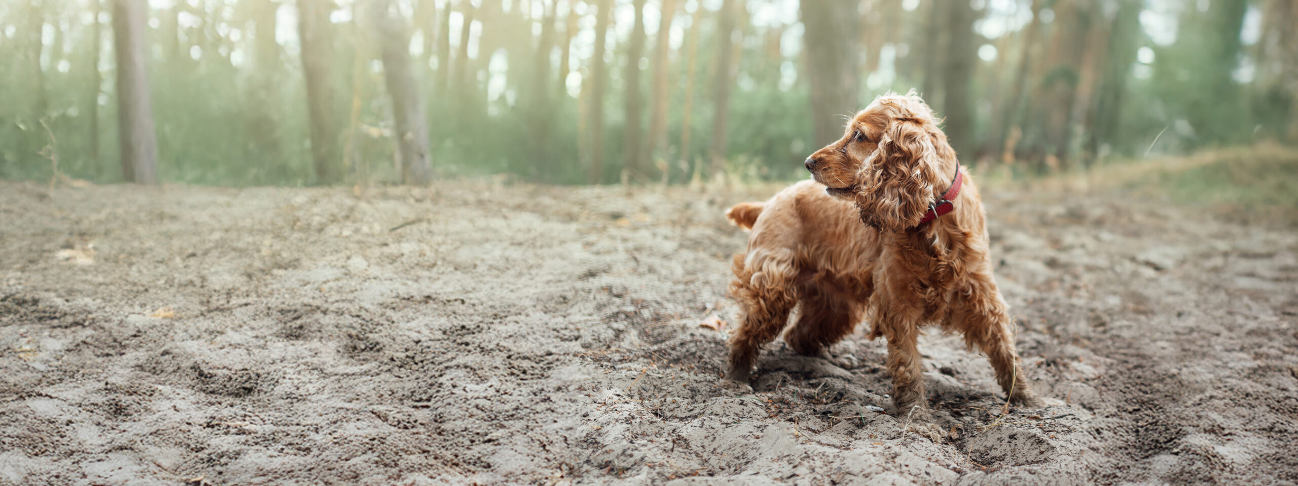 Cocker Spaniel - steht im Wald