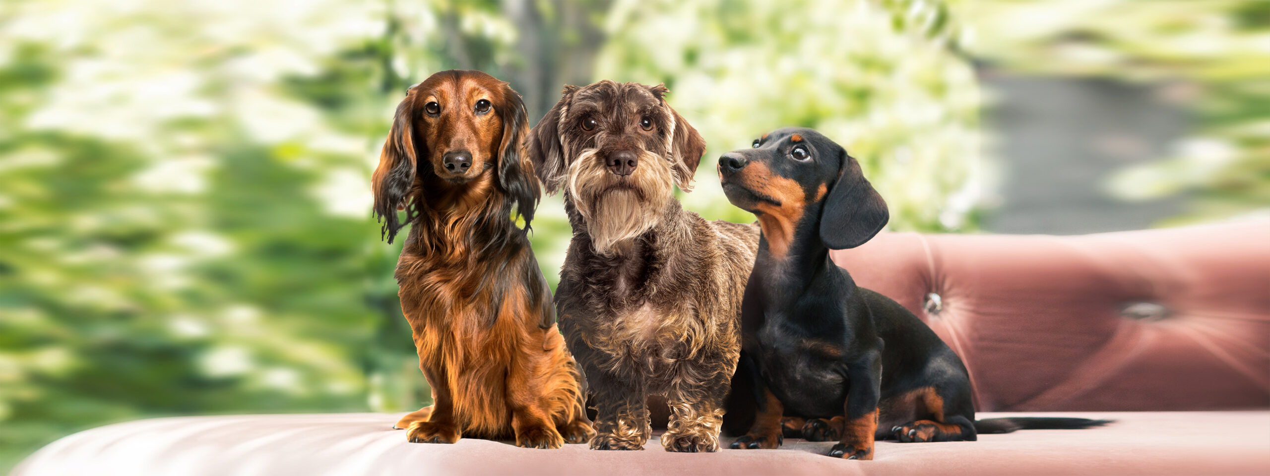 Langhaardackel, Rauhaardackel und Kurzhaardackel sitzen zusammen auf der Couch