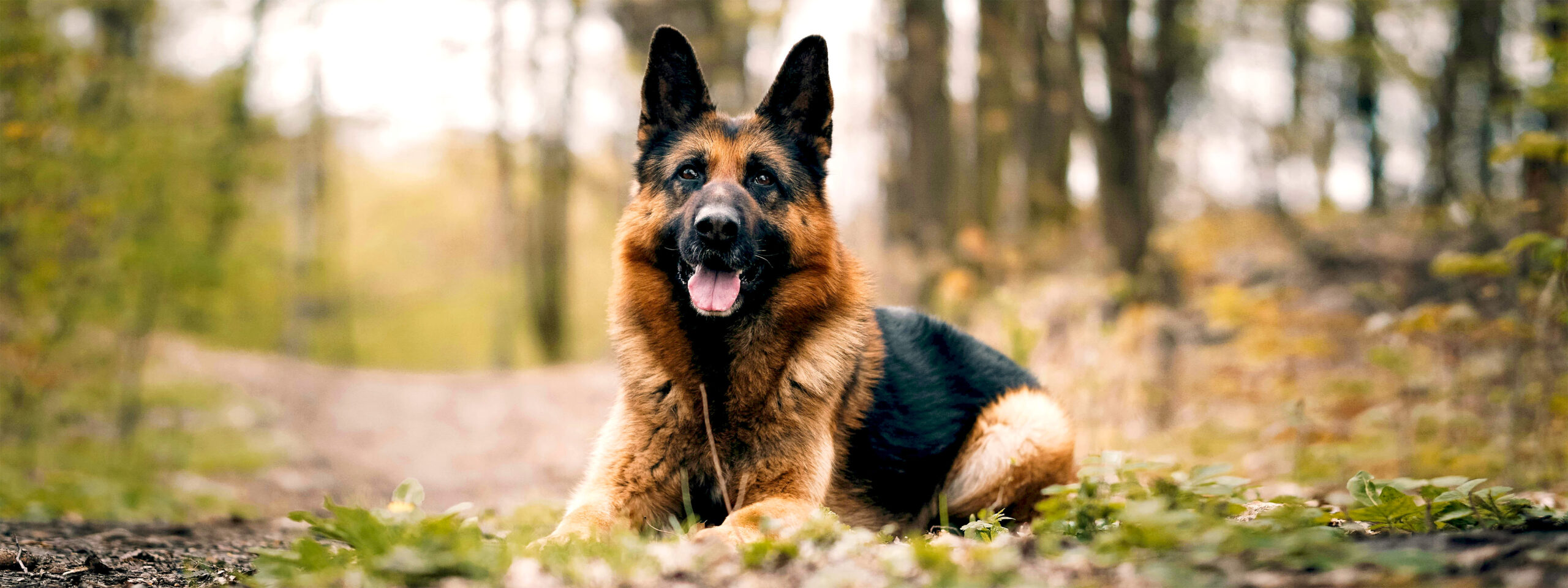Deutscher Schäferhund - liegt im Wald auf einem Weg