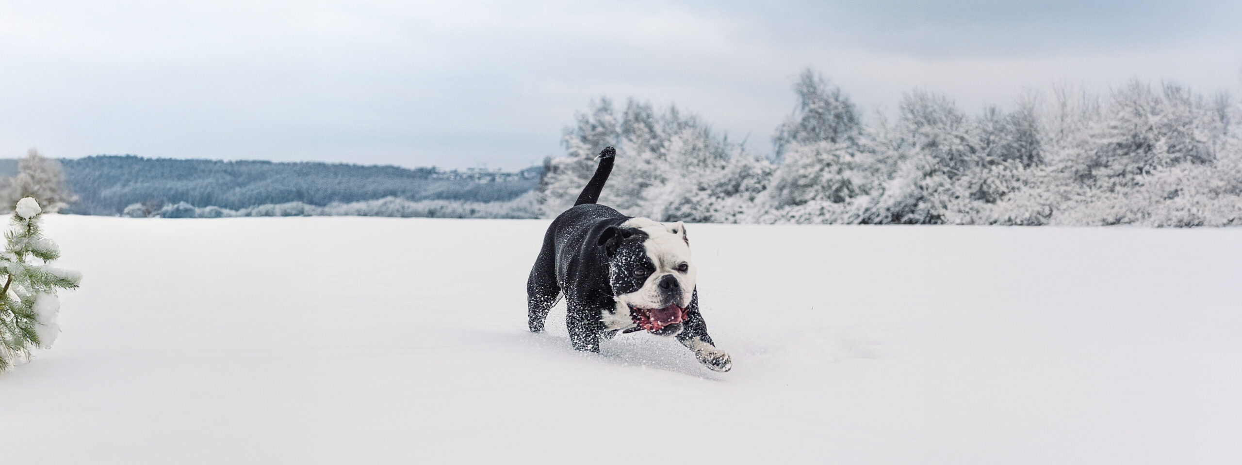 Englische Bulldogge - läuft durch den Schnee