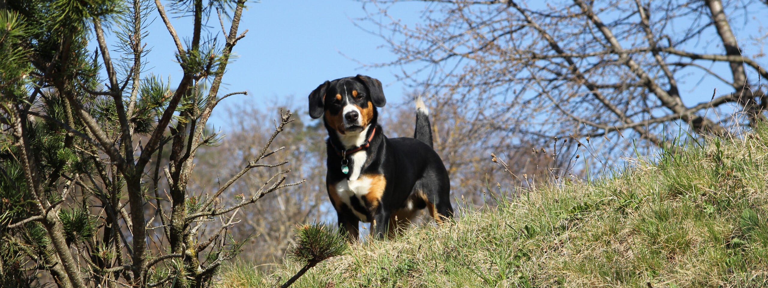 Entlebucher Sennenhund - steht in der Sonne im Wald
