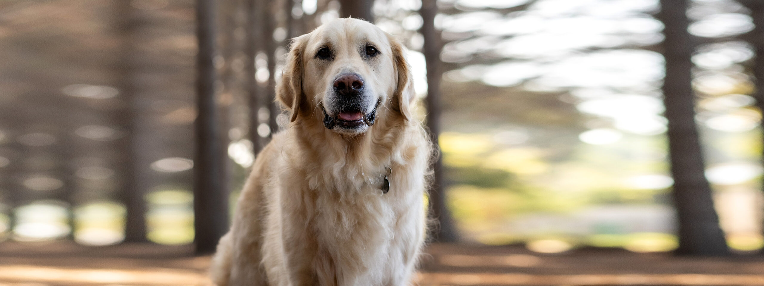 Golden Retriever - steht im Wald