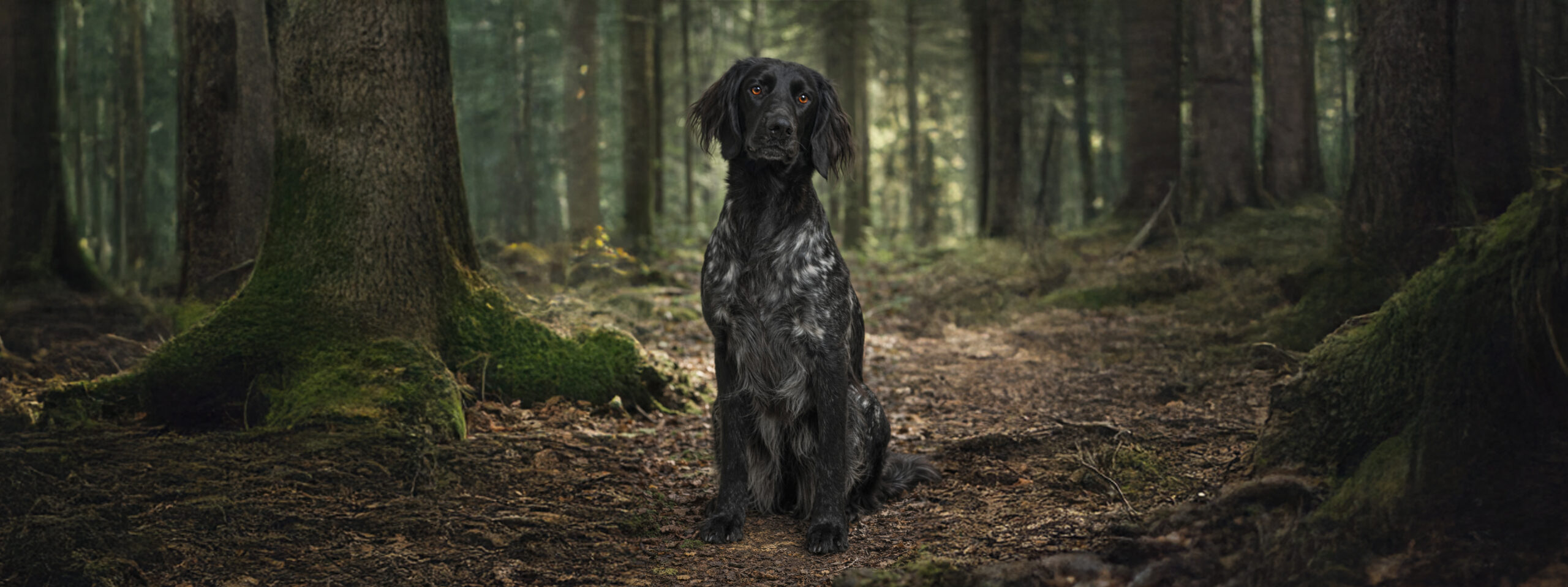Großer Münsterländer sitzt im dichten Wald