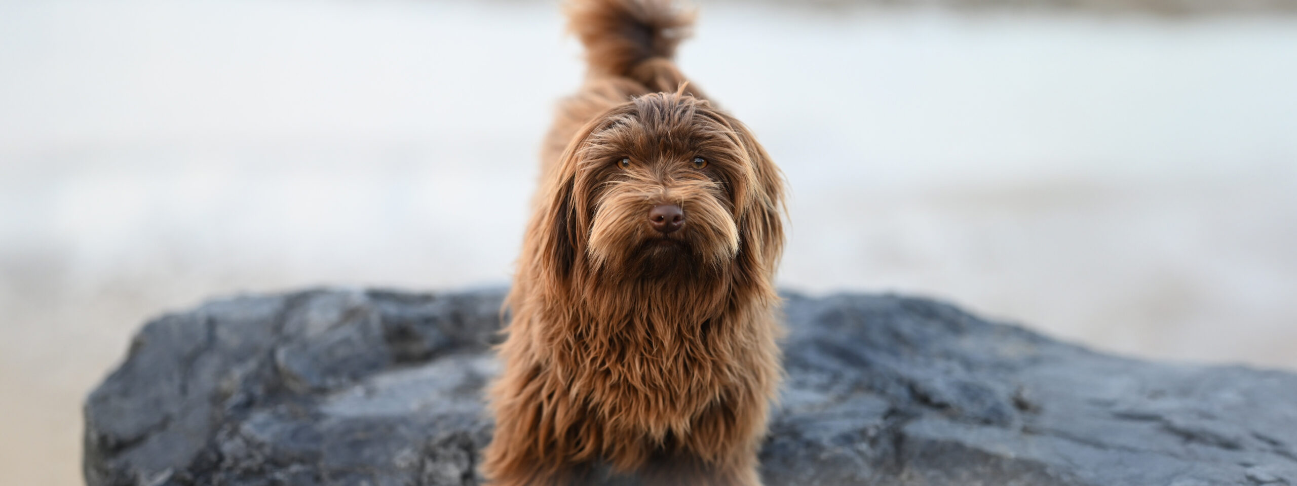 Havaneser - steht auf einem Fels