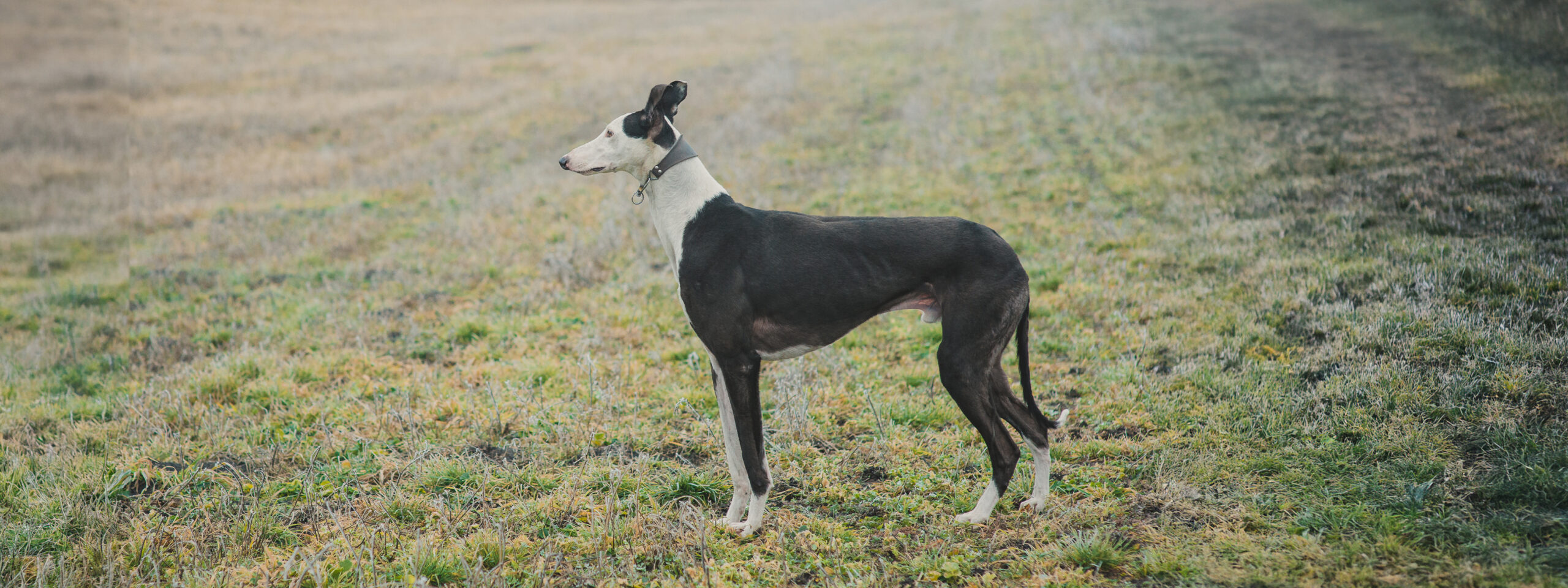Italienisches Windspiel - steht auf einem Feld