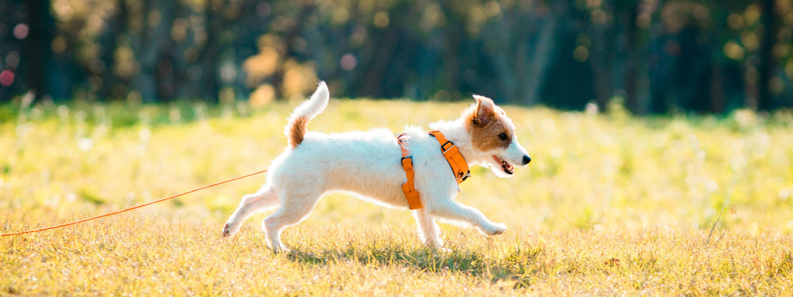 Jack Russell Terrier - läuft in der Sonne auf der Wiese
