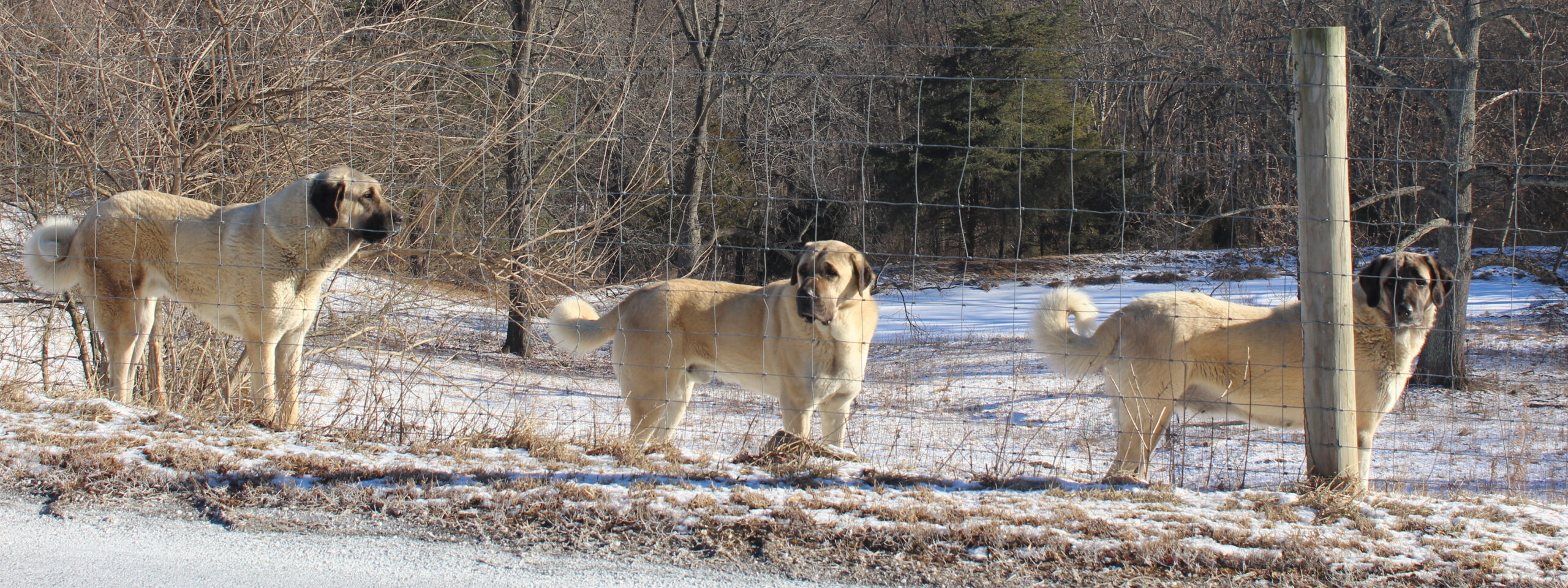 Kangal - steht auf der Wiese hinter dem Zaun
