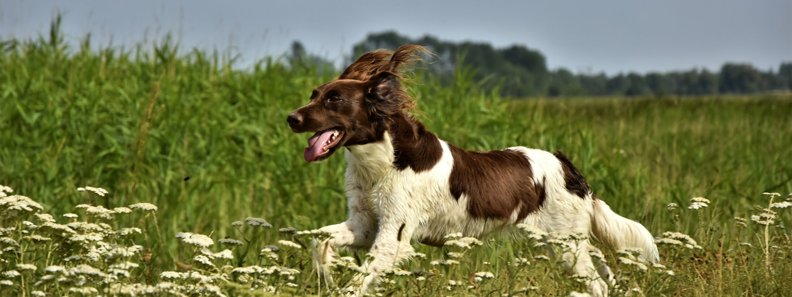 Kleiner Münsterländer - springt durch die Wiese