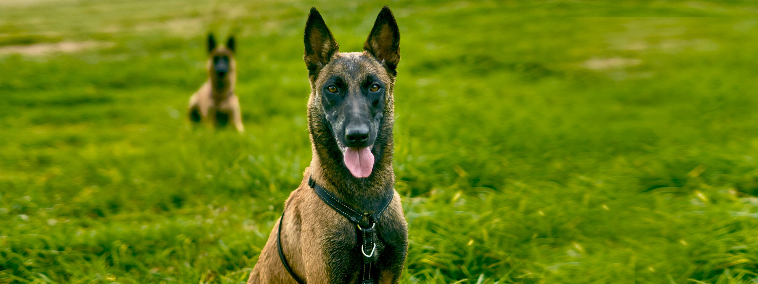 Malinois Belgischer Schäferhund - sitzt auf grüner Wiese und guckt