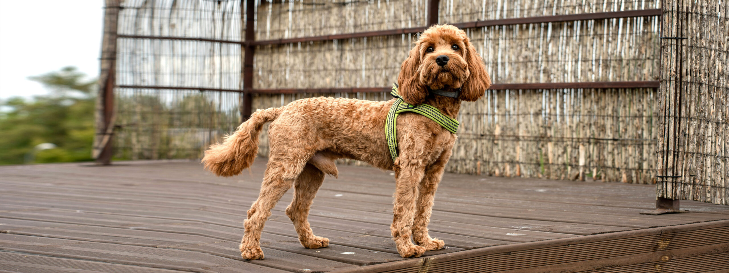 Maltipoo - steht auf Holzterrasse und schaut