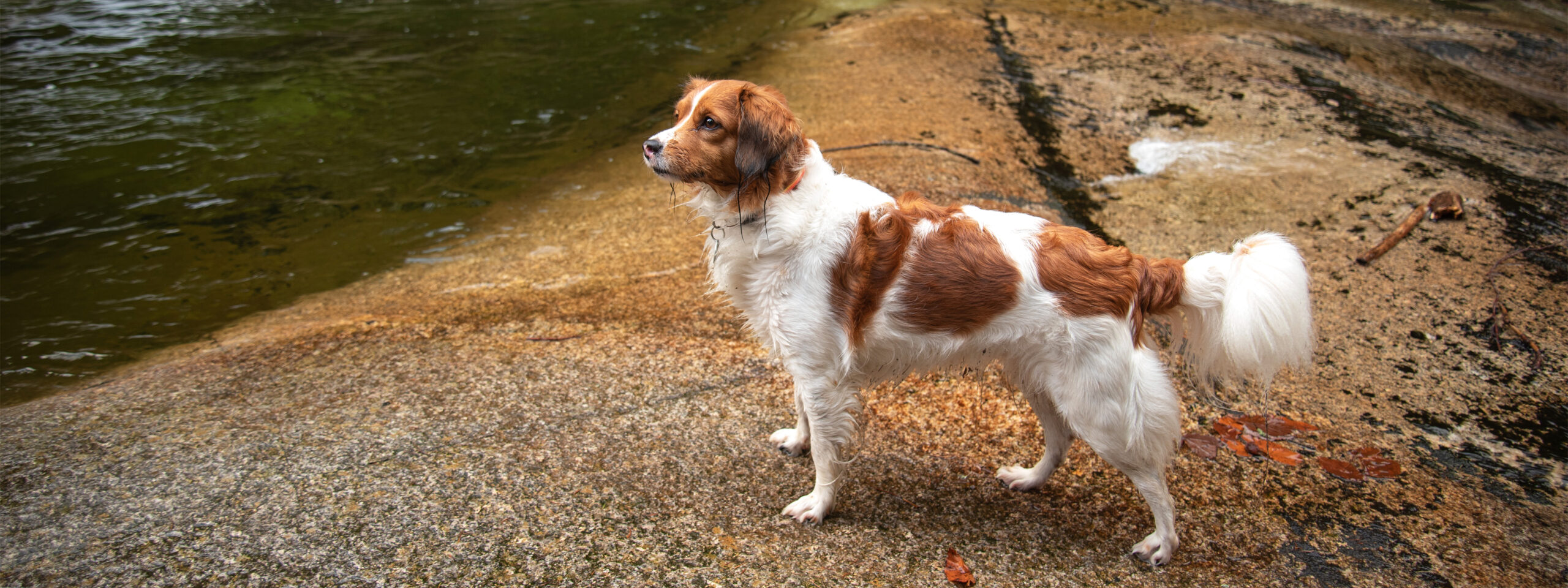 Nederlandse Kooikerhondje - steht am Wasser