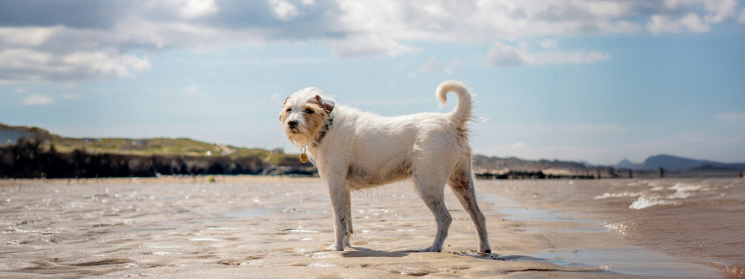 Parson Russel Terrier steht am Strand und schaut in die Kamera