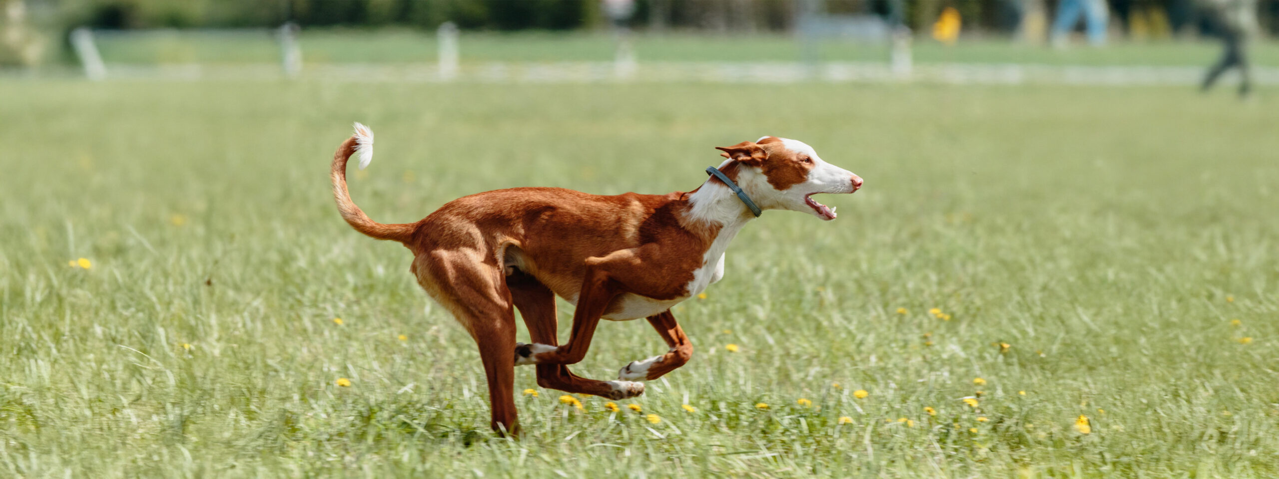 Podenco - läuft schnell auf der Wiese