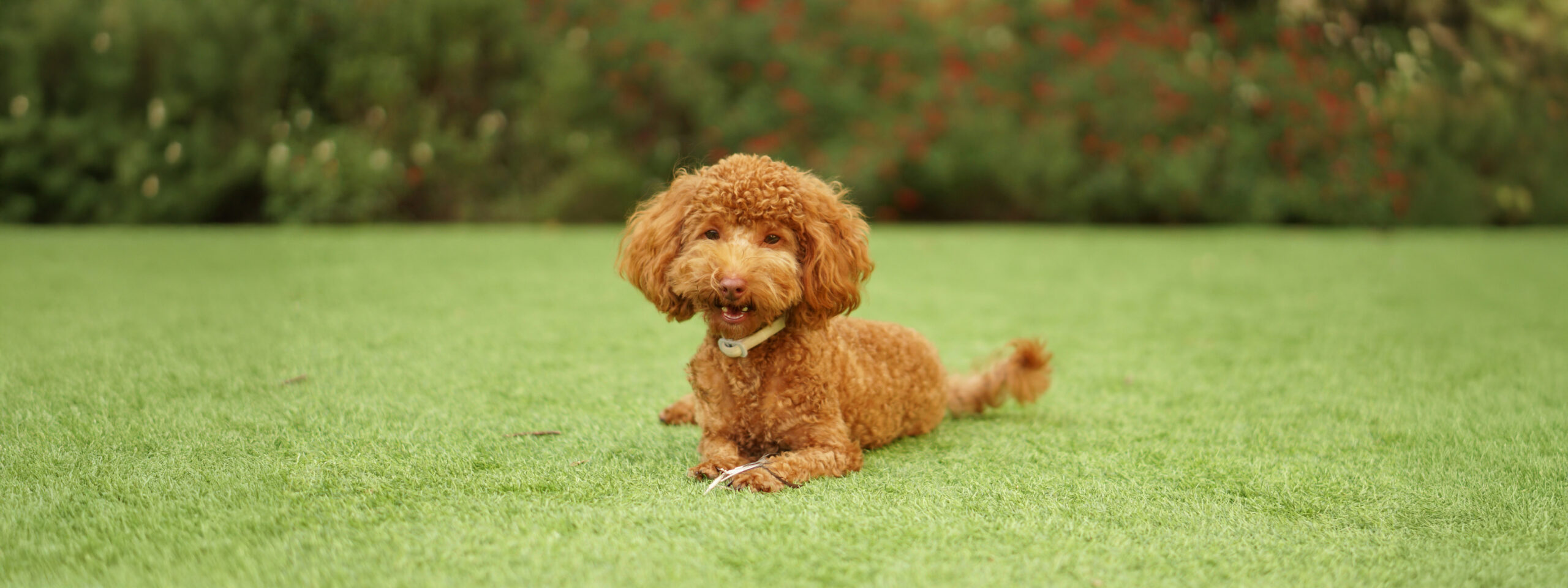 Pudel - liegt auf der Wiese