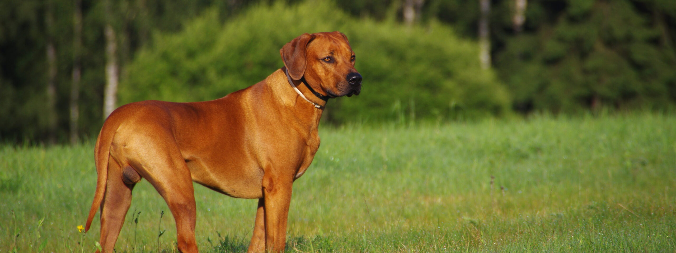 Rhodesian Ridgeback - steht in der Wiese