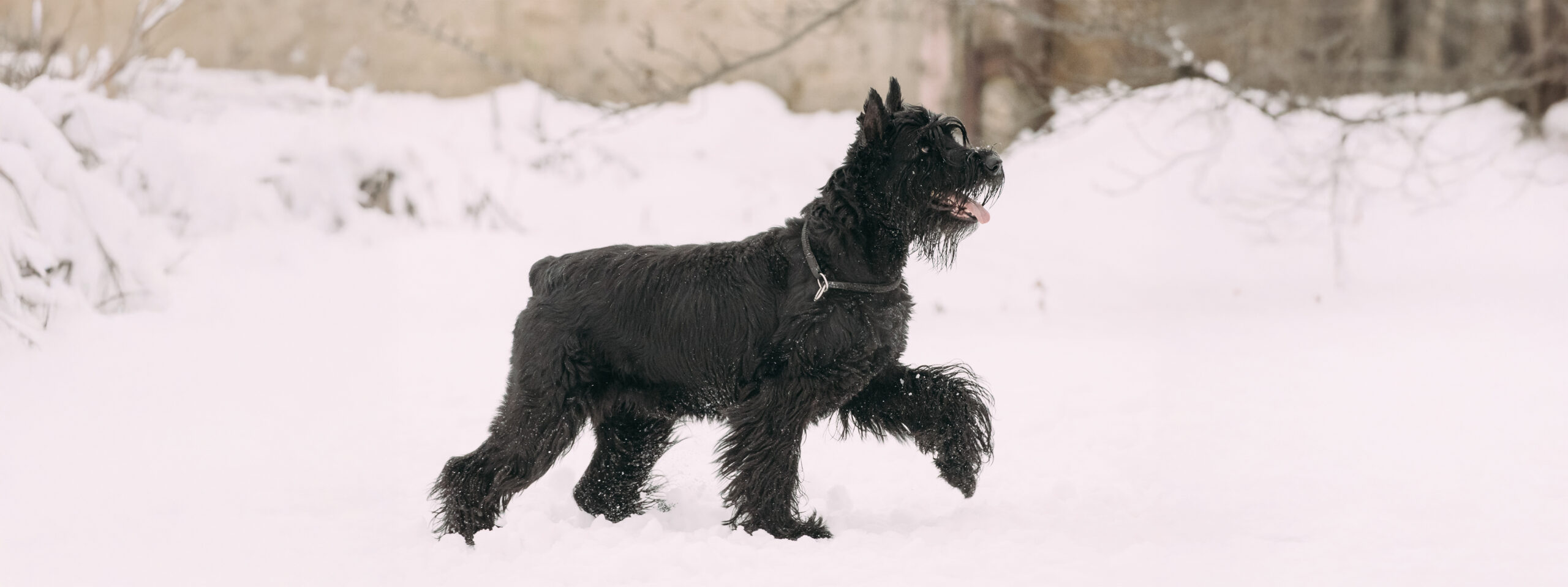 Header Webseite Hunderassen Riesenschnauzer - steht im Schnee