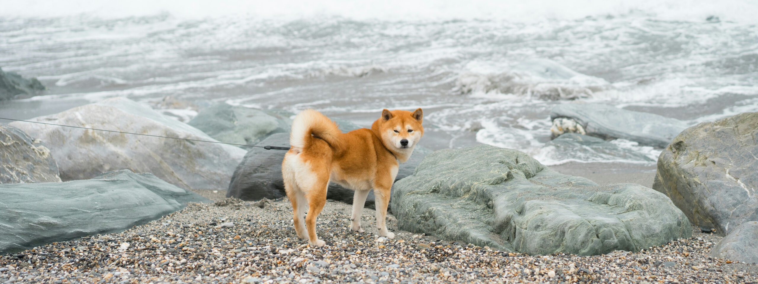 Shiba Inu - steht am Meer