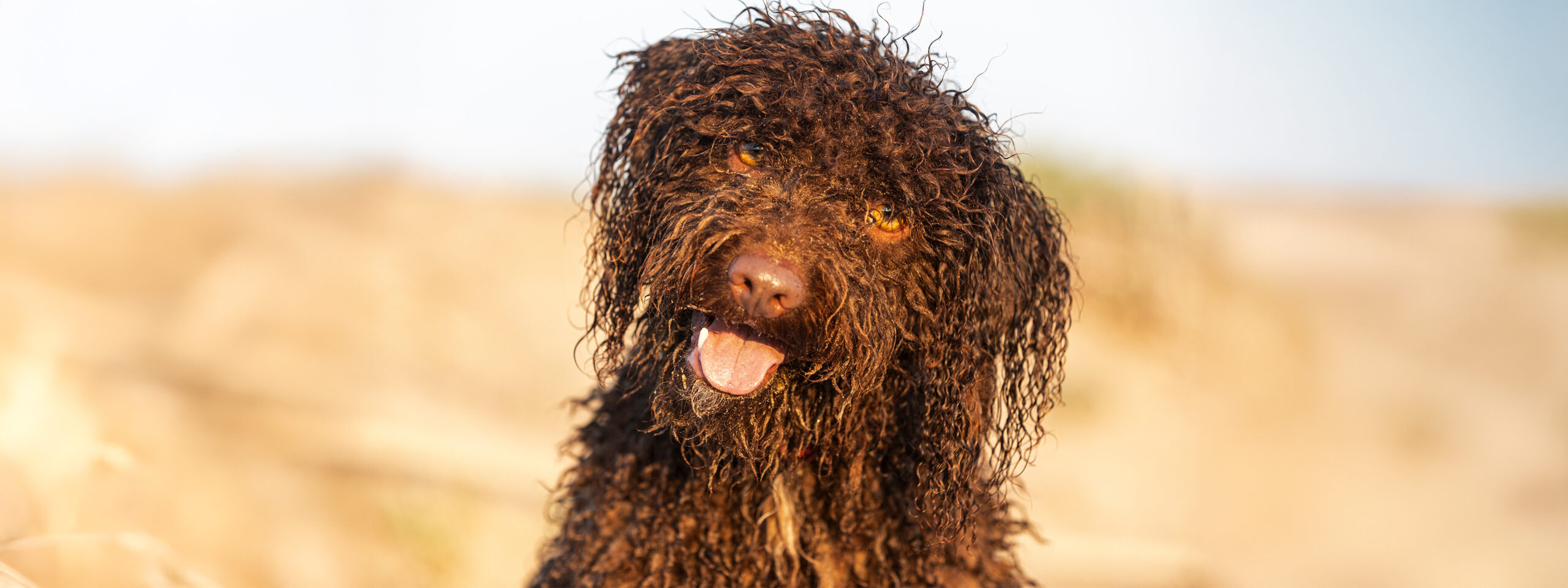 Spanischer Wasserhund - Portrait