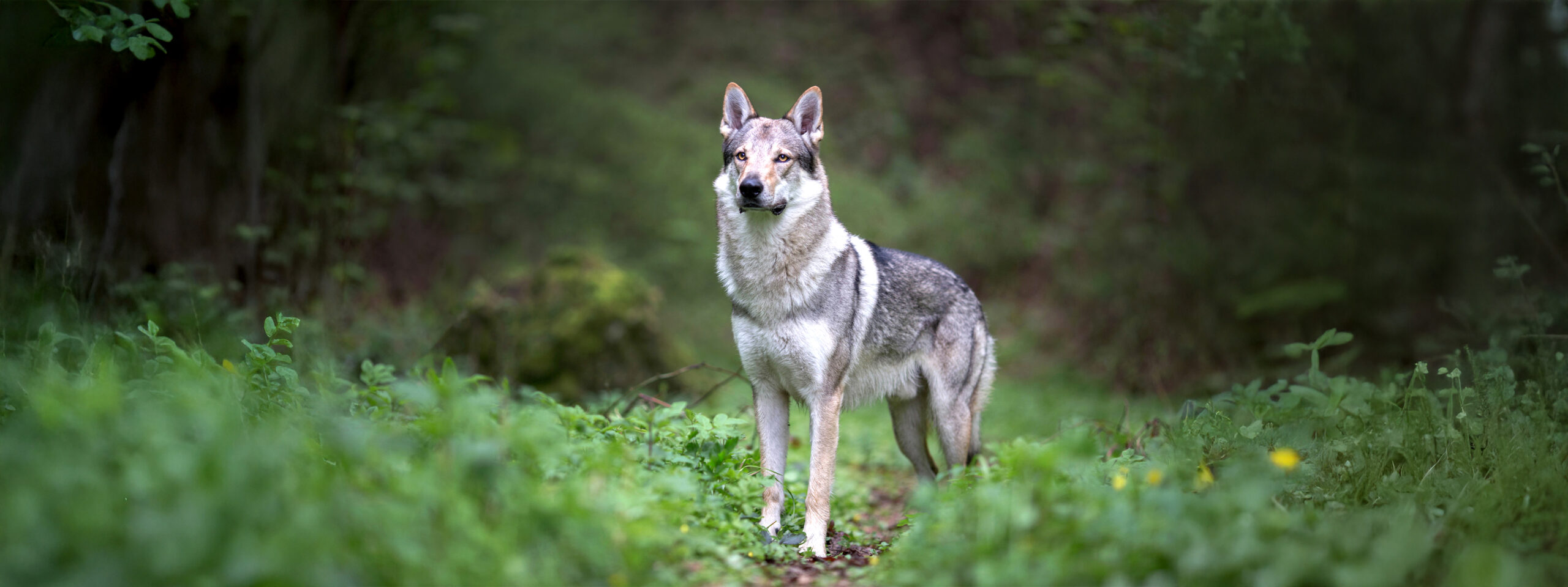 Tschechoslowakischer Wolfhund - steht im Wald