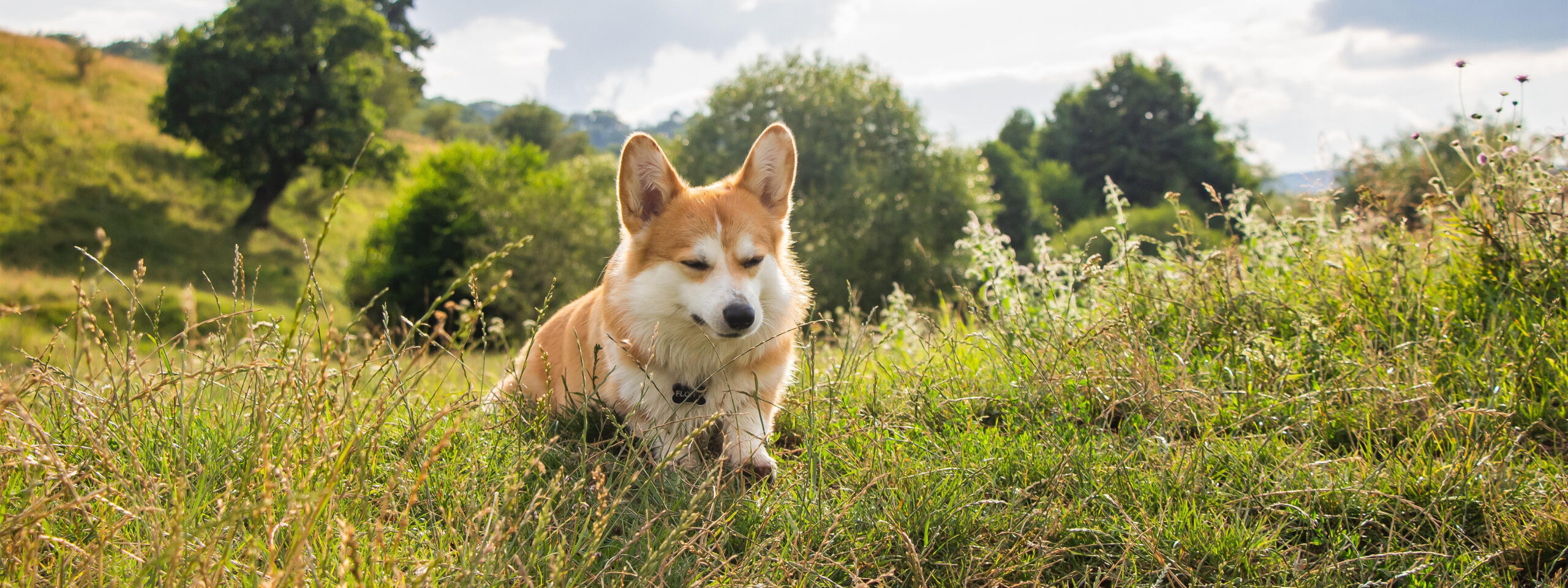 Welsh Corgi - sitzt in der Wiese