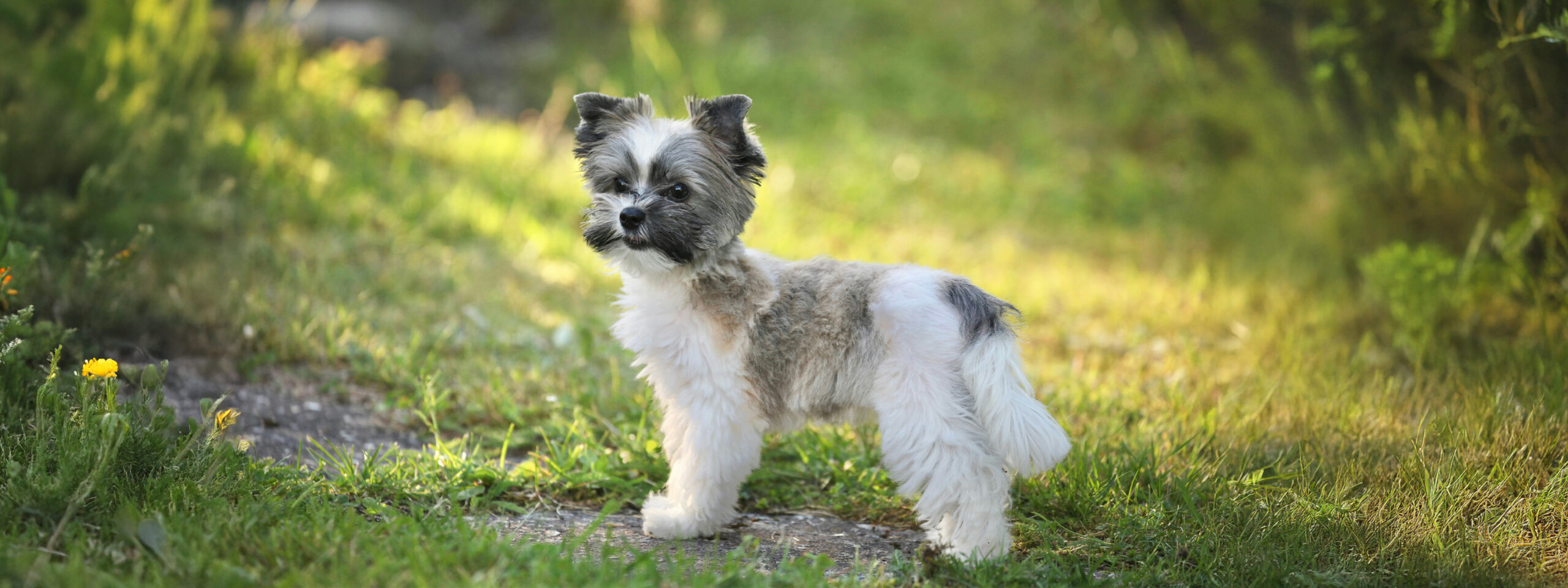 Yorkshire Terrier - steht auf der Wiese