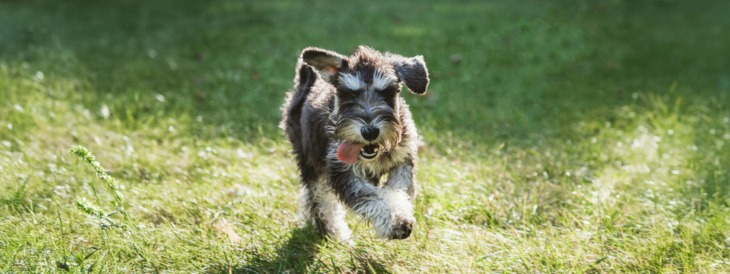 Zwergschauzer - springt durch die Wiese